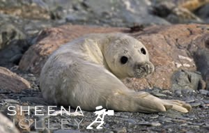 Galapagos Sea lion  black and white  photograph  wave  stones  IUCN Redlist Endangered. Wall of Water.jpg Wall of Water.jpg Wall of Water.jpg Wall of Water.jpg